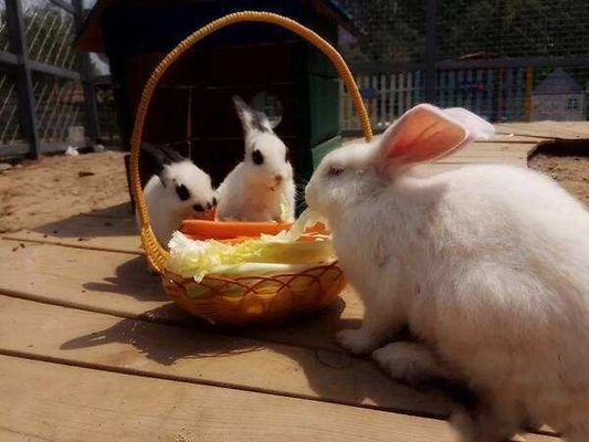 飼料品級 HCl 硫酸 L リシン 98.5% 70% 飼料添加物品級 注文可